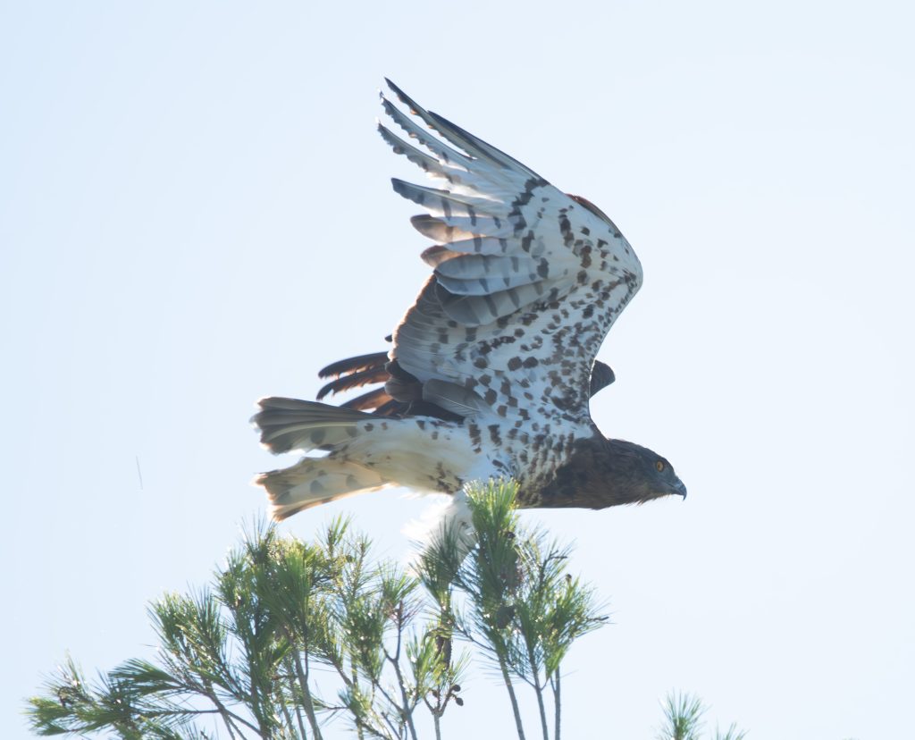 Aguila Calzado CDJ- Especializada cazador de serpientes (credit Pilar Gil)