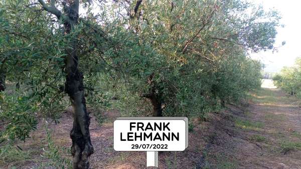 FRANK LEHMANN