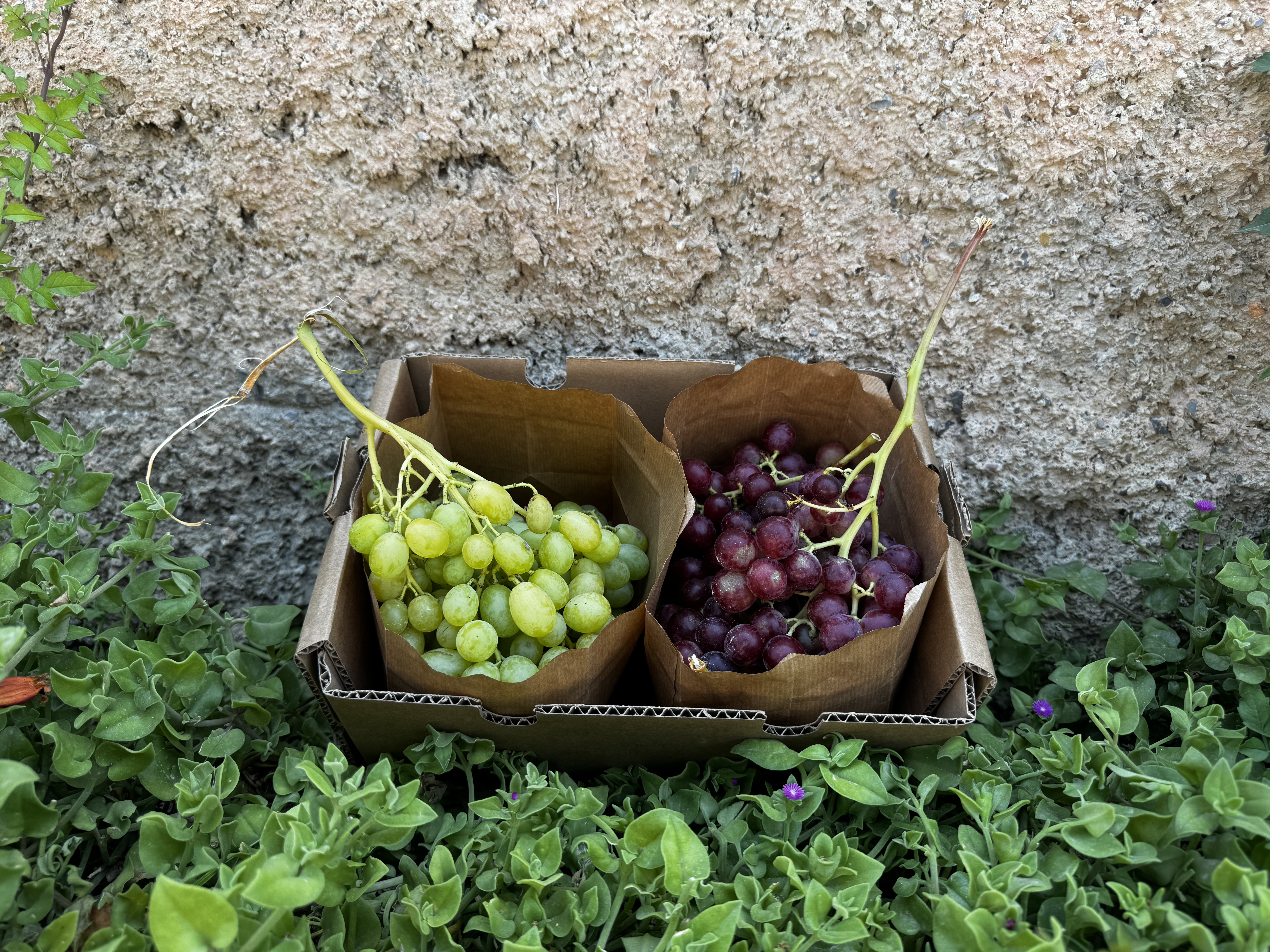 caja uva