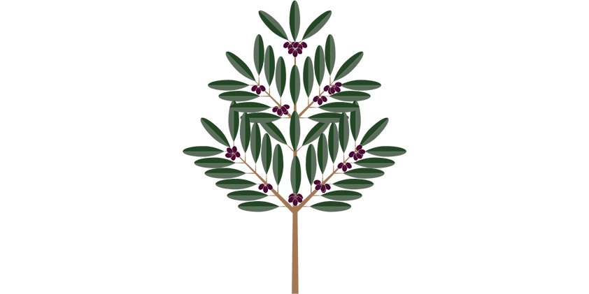 Olivenbaum (2 x 2,5l extra natives Olivenöl)