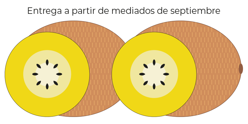 Kiwi amarillo<br>(caja de 3 kg)