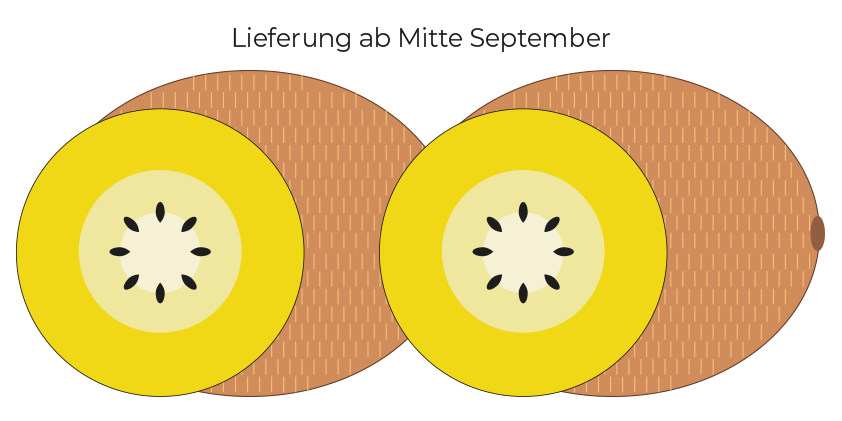 Gelbe Kiwi<br>(3 kg Kiste)