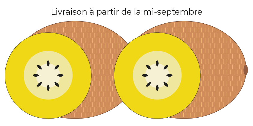 Kiwi jaune<br>(boite de 3kg)