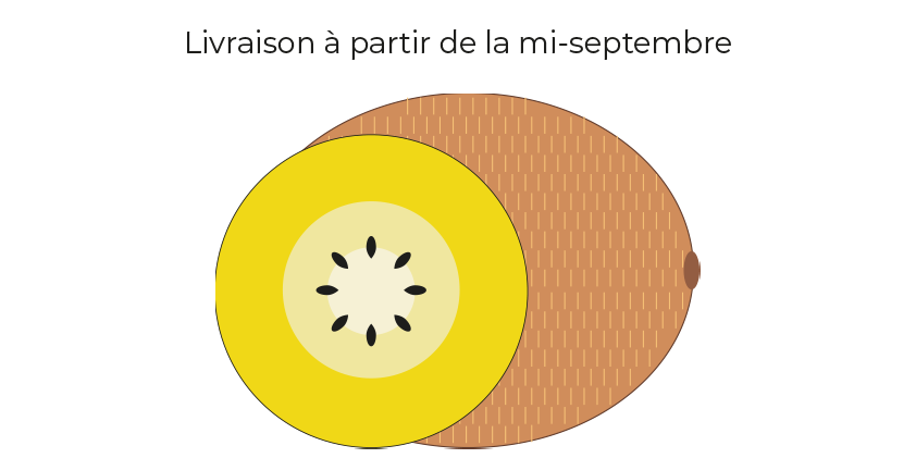 Kiwi jaune<br>(sac de 1,5 kg)