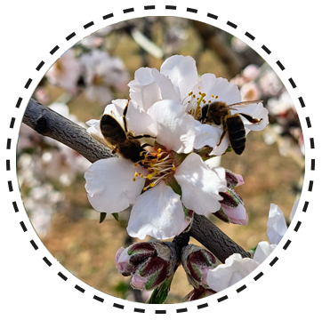 Bees on almond blossom